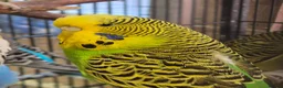 Budgerigars birds for sale: Hens for breeders - Advert 1