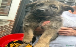 German Shepherd dogs for sale: German Shepard puppies  - Image 16