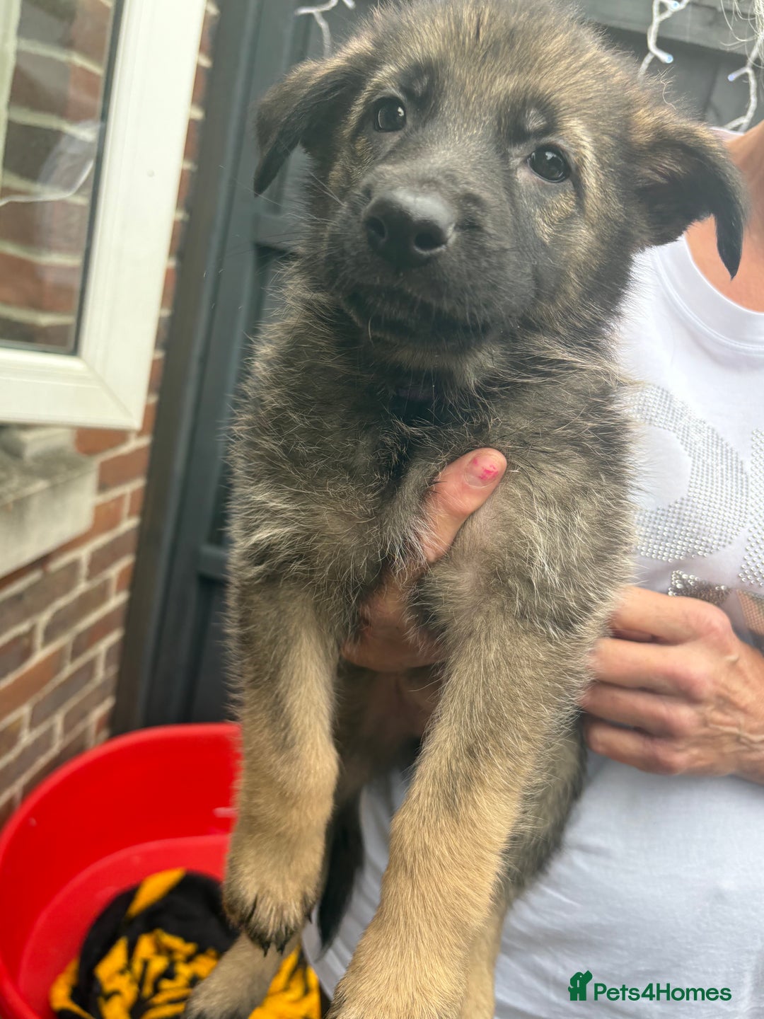 German Shepherd dogs for sale: German Shepard puppies  - Image 16