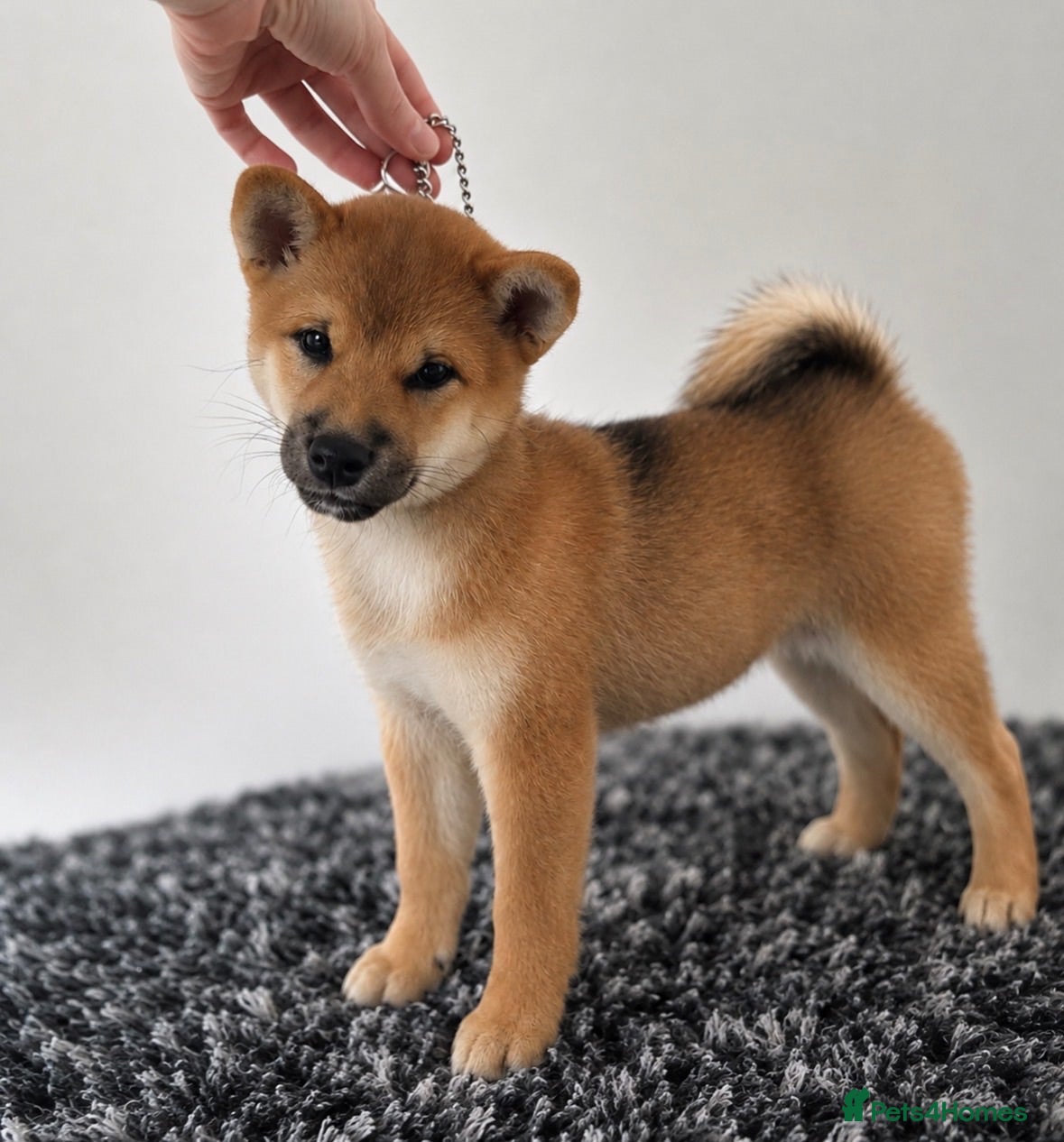 Japanese Shiba Inu dogs Japanese Shiba Inu puppies - only 1 male left  - Advert 15