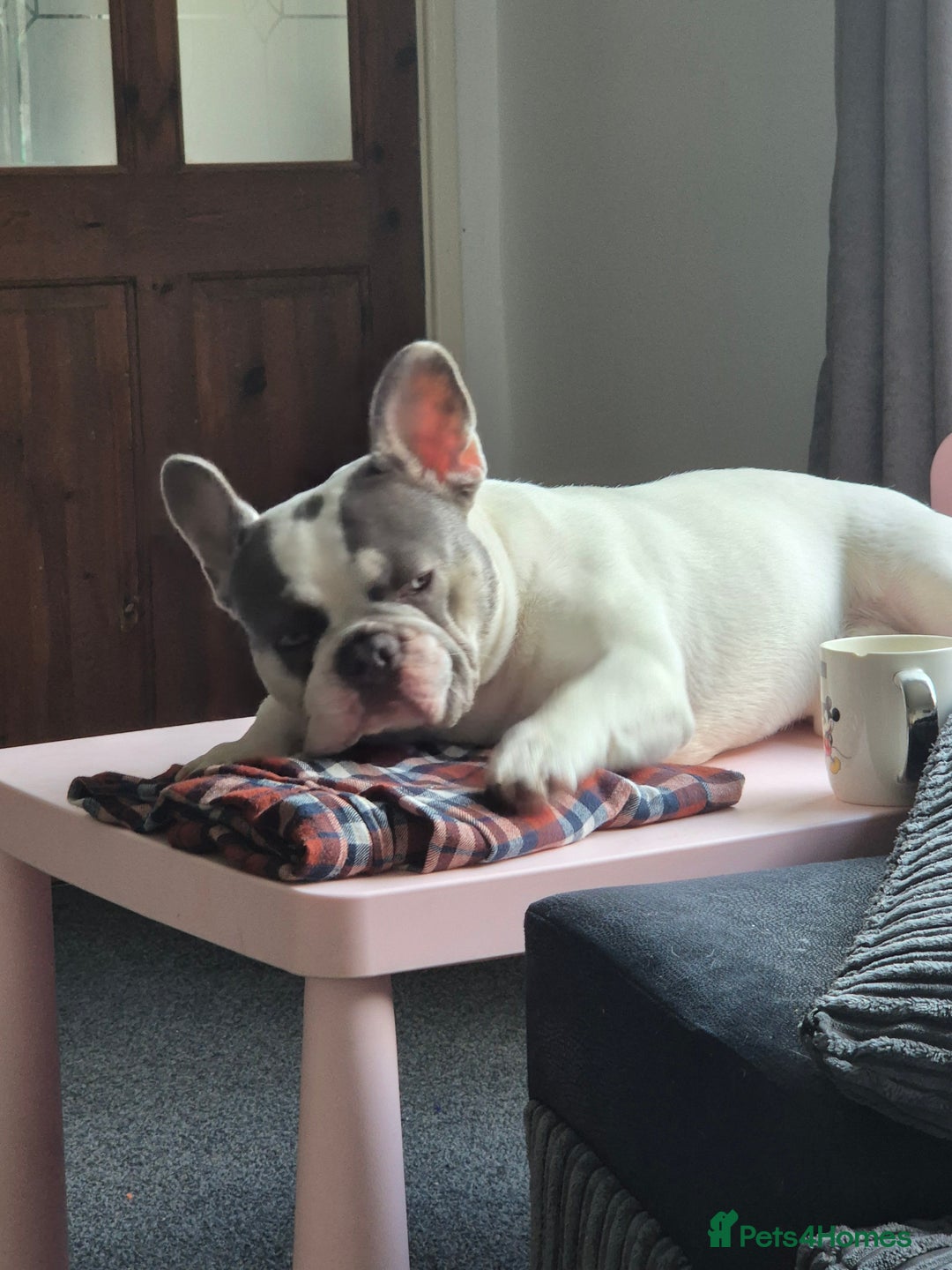 French Bulldog dogs for stud: Jasper available for stud - Advert 6