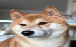 Japanese Shiba Inu dogs for stud: KC Registered Shiba Inu Stud Dog in Newcastle upon Tyne - Image 2