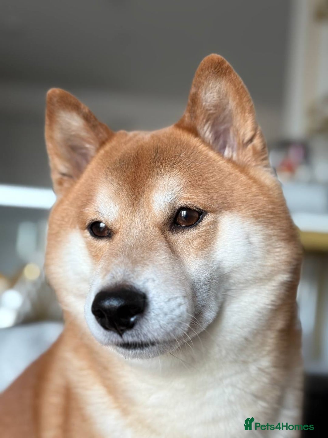 Japanese Shiba Inu dogs for stud: KC Registered Shiba Inu Stud Dog in Newcastle upon Tyne - Image 2