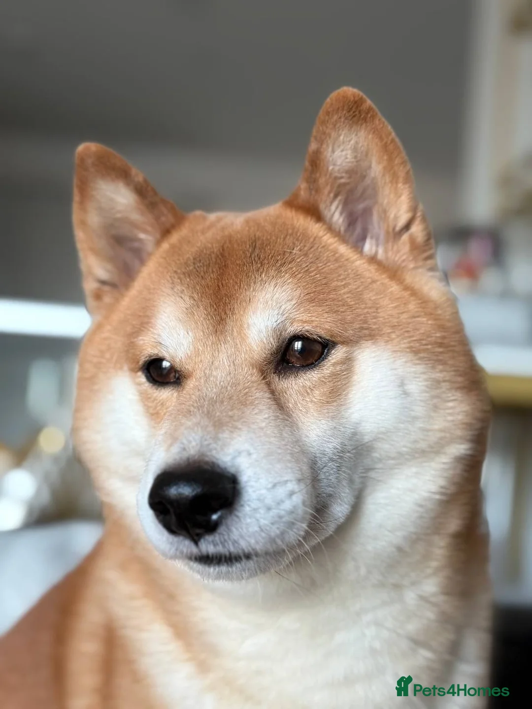 Japanese Shiba Inu dogs for stud: KC Registered Shiba Inu Stud Dog in Newcastle upon Tyne - Advert 2