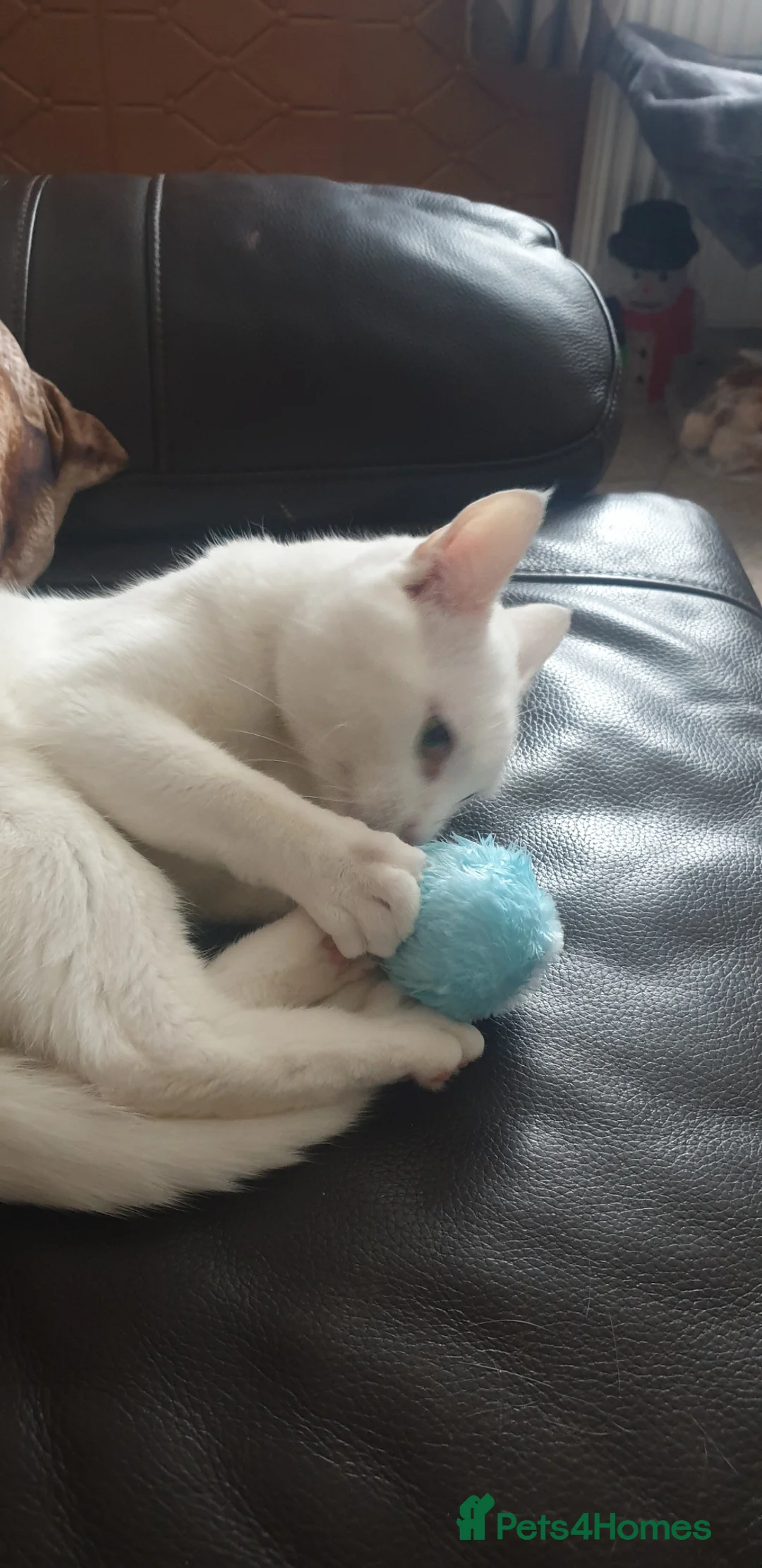 Turkish Angora cats for sale: Turkish Angora in Worksop - Advert 2
