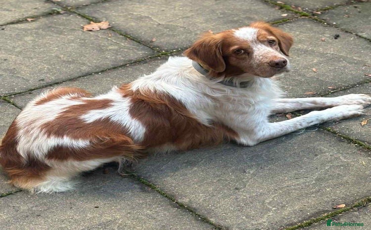 Brittany Spaniel dogs Lovely gentle boy, Rudolph in foster in Solihull - Advert 12