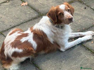 Brittany Spaniel dogs Lovely gentle boy, Rudolph in foster in Solihull - Advert 3