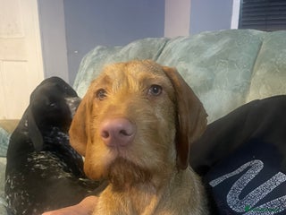 Hungarian Vizsla dogs - Advert 1