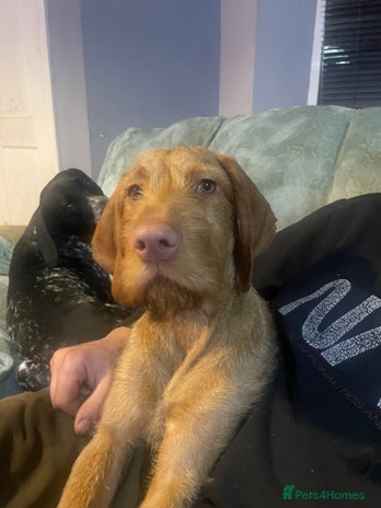 Hungarian Vizsla dogs - Advert 1