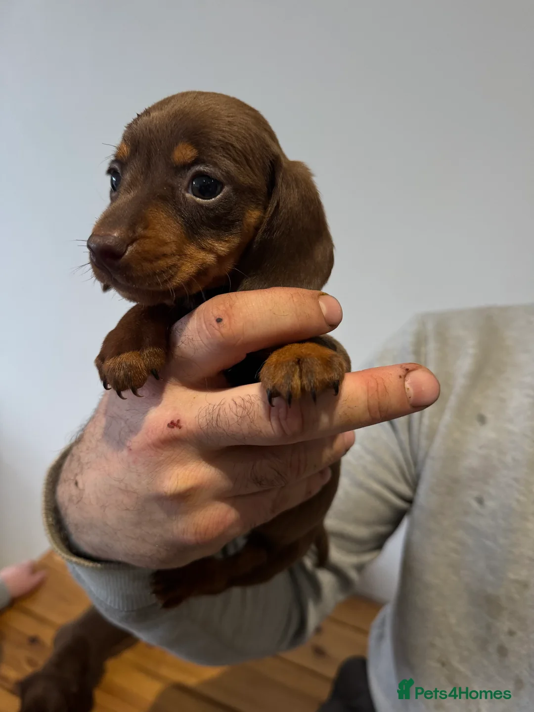 Miniature Dachshund dogs for sale: 4 gorgeous miniature dashaund puppies  - Advert 11