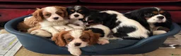Cavalier King Charles Spaniel dogs for sale: Pedigree Cavalier King Charles Spaniel Puppies - Advert 1