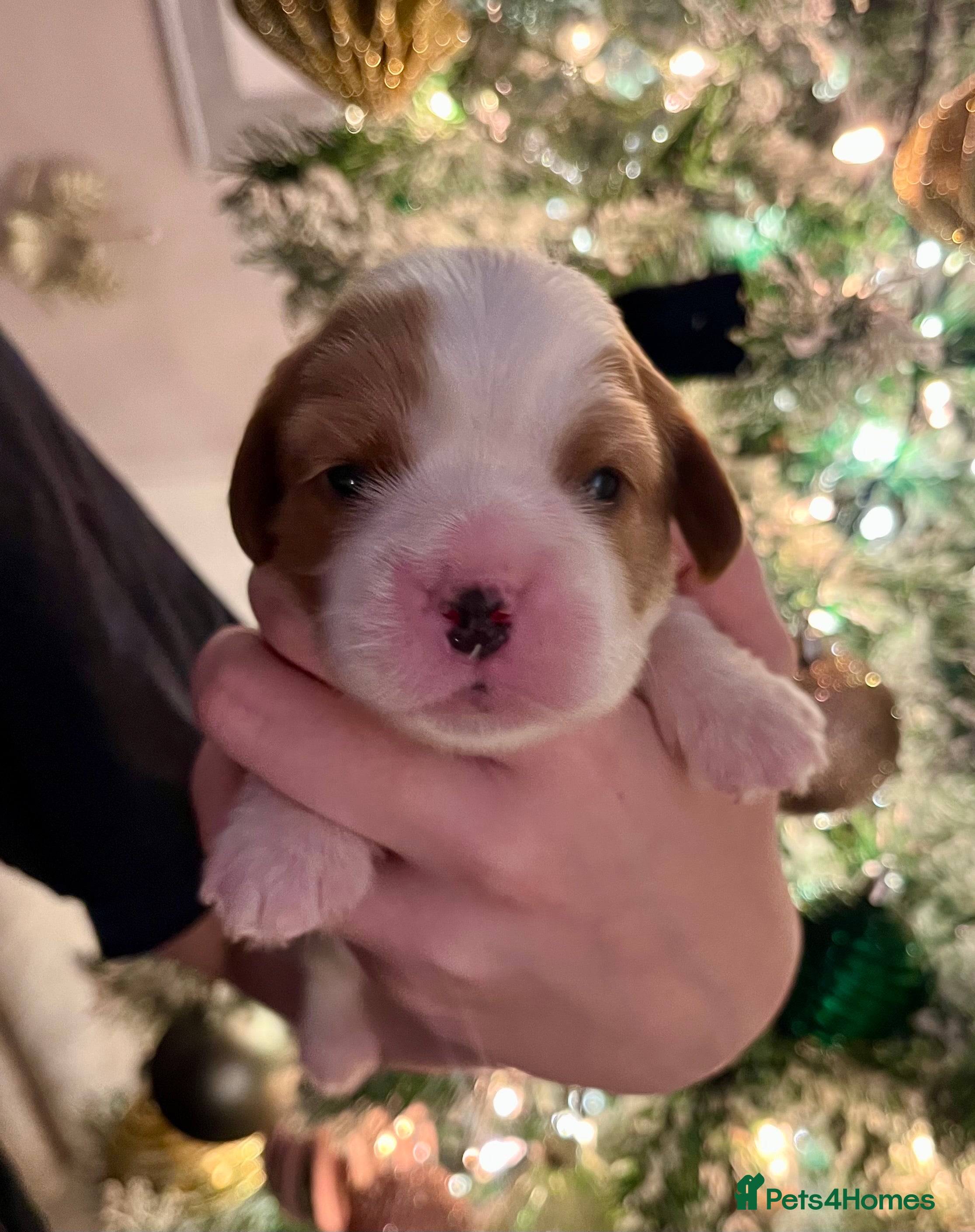 Cavalier King Charles Spaniel dogs CKCS Puppies - KC Registered and Health Tested - Advert 3