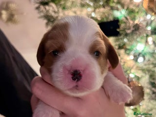 Cavalier King Charles Spaniel dogs KC Cavalier King Charles Spaniel Puppies Available - Advert 15