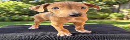 Saluki dogs for sale: 🐾 SALUKI × GREYHOUND PUPPIES - Advert 9