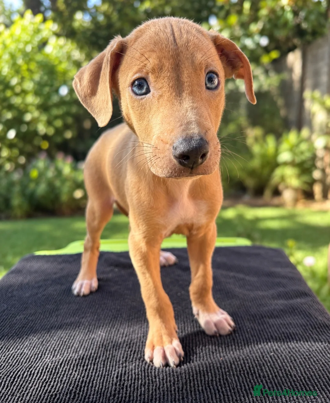 Saluki dogs for sale: 🐾 SALUKI × GREYHOUND PUPPIES - Advert 9