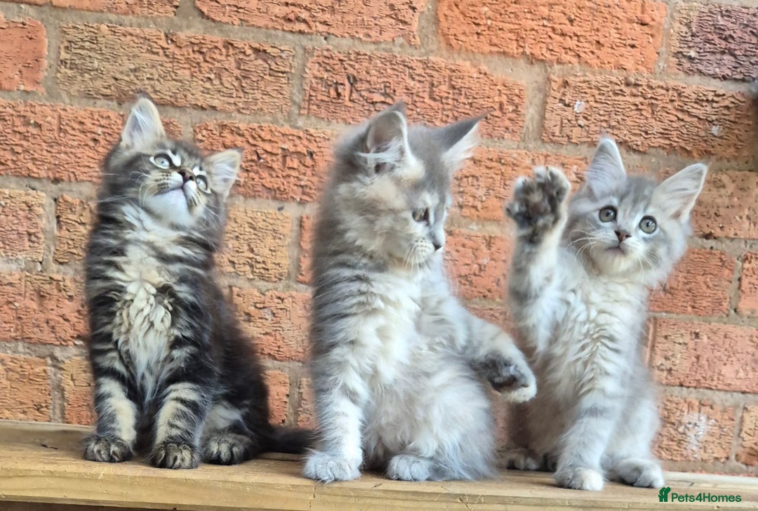 Maine Coon cats for sale: Beautiful Maine Coon kittens - Image 37