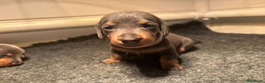 Miniature Dachshund Female Light Pink