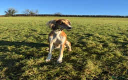 Saluki dogs for sale: 2 year old kc saluki male  - Image 6