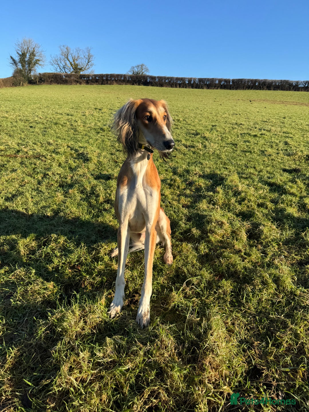Saluki dogs for sale: 2 year old kc saluki male  - Image 6