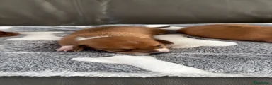 Dachshund 1