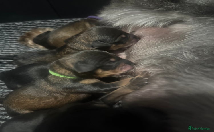Mixed Breed dogs - Advert 2