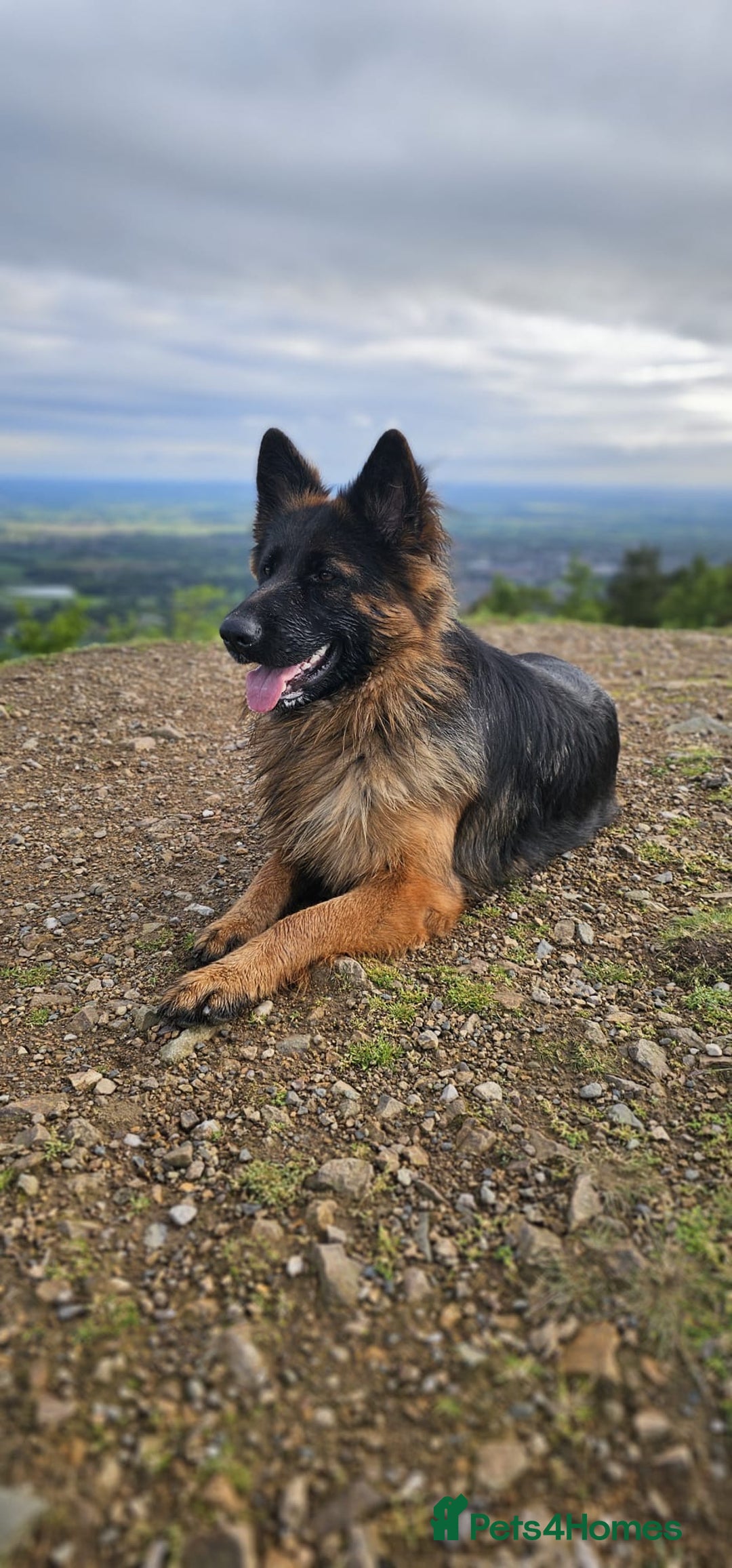 German Shepherd dogs for sale: KC registered long haired German Shepherd puppies - Advert 9