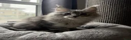Maine Coon cats for sale: 🐾Three Beautiful Pedigree Maine Coon Boys🐾 - Advert 14