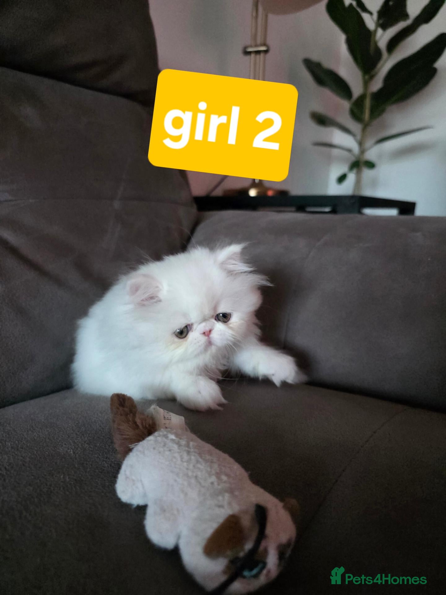 Persian cats ONLY 2 PERSIAN KITTENS LEFT-READY 14 SEPTEMBER ❤️ - Advert 2