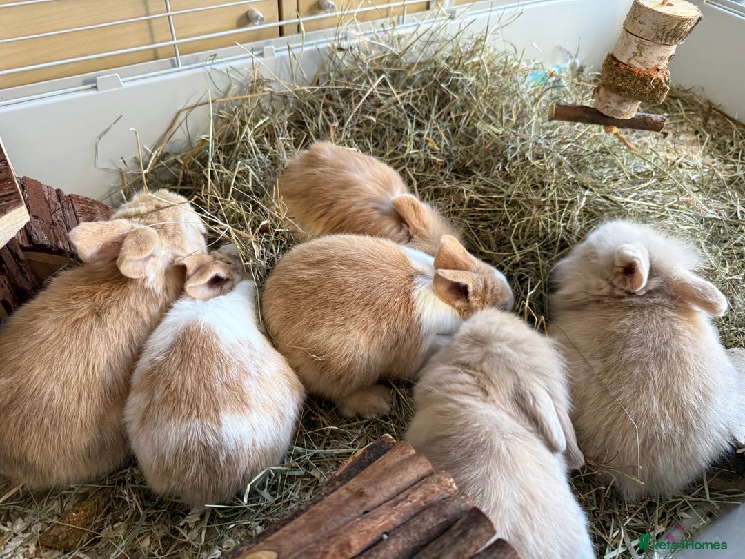 Mixed Breed rabbits for sale: Beautiful friendly baby bunnies ready in 4 weeks  - Advert 39