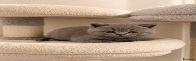 British Shorthair Kitten 2