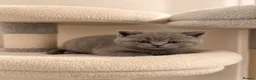 British Shorthair cats for sale: British Shorthair Kittens for Sale – 5 Available! - Advert 23