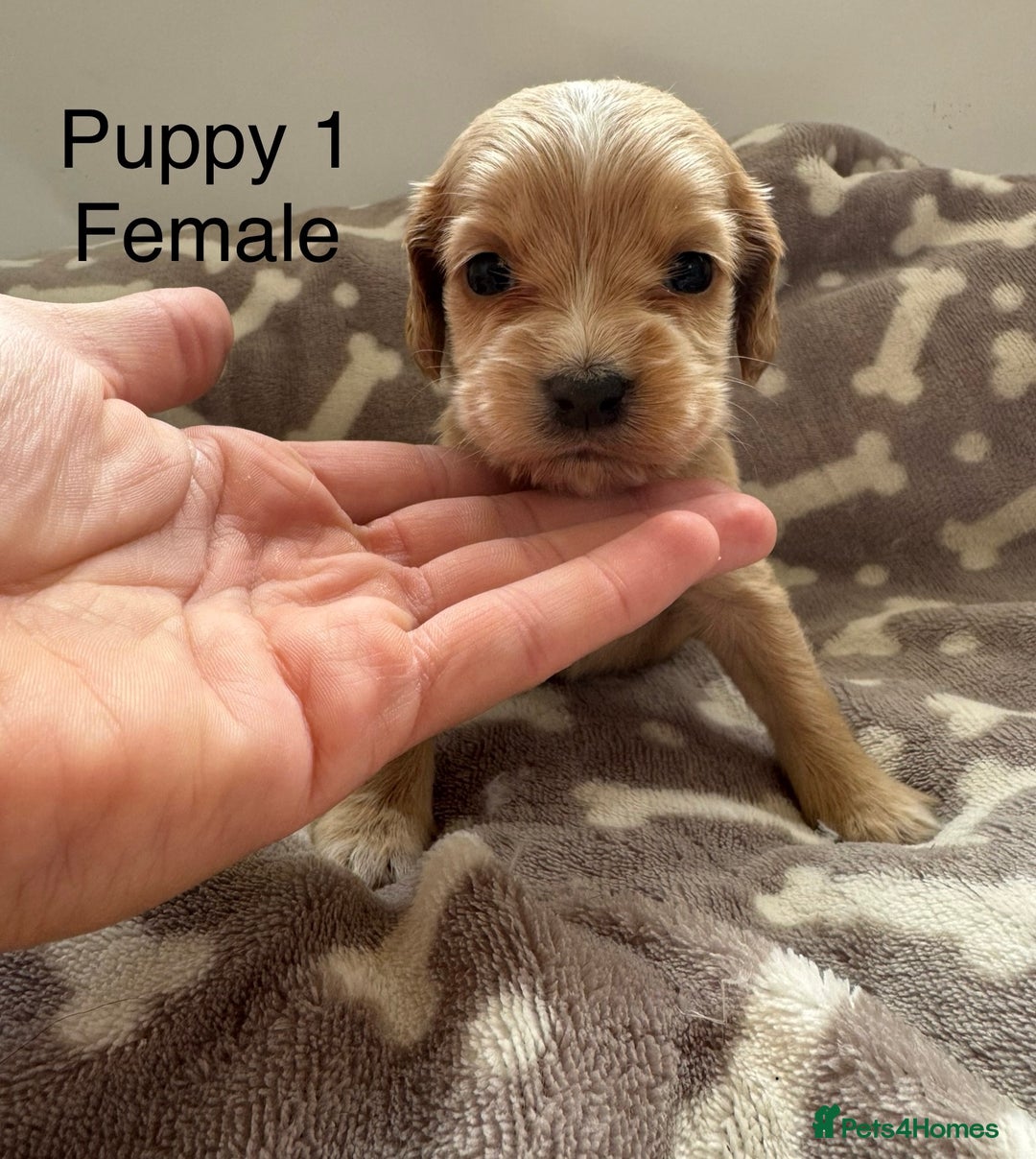 Cocker Spaniel dogs for sale: 🐾⭐️Exceptional ShowType Cocker Spaniel Puppys🐾⭐️ - Image 21