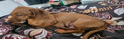 Miniature Dachshund dogs for sale: BEAUTIFUL MINIATURE DACHSHUND  - Advert 14