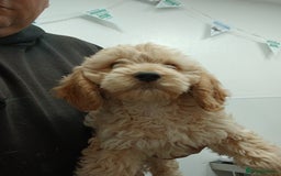 Cockapoo dogs for sale: Beautiful cockerpoo pups  - Image 6