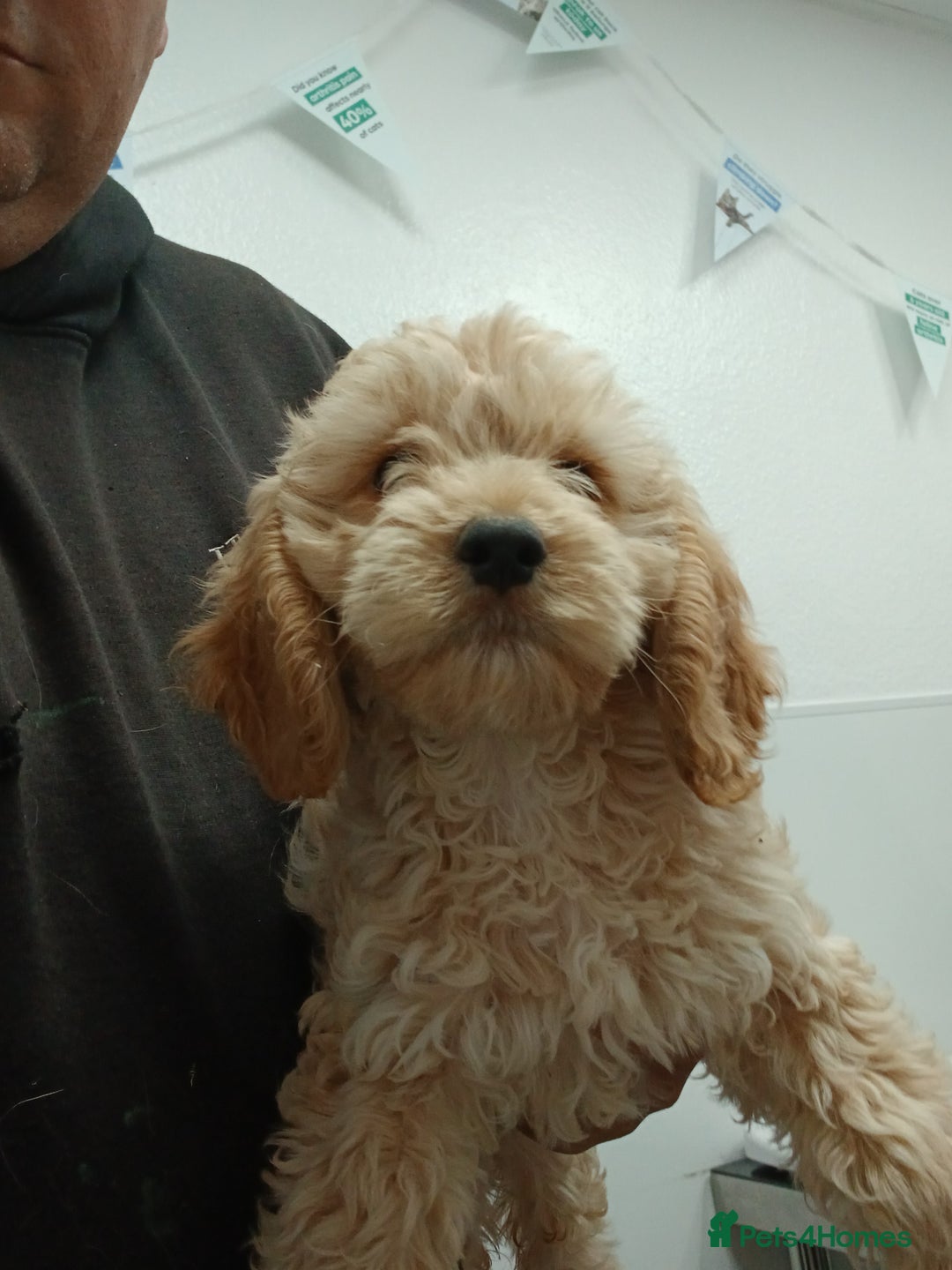 Cockapoo dogs for sale: Beautiful cockerpoo pups  - Image 6