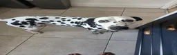 Dalmatian dogs for stud: Mr Rogers - Pure bred beautiful Dalmation  - Advert 3