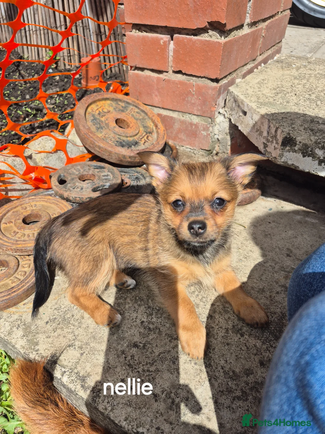 Jack Chi dogs for sale: Jack chi cross terrior  - Advert 7