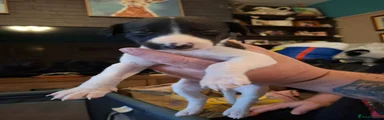 Whippet 5
