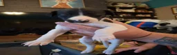Whippet dogs for sale: Beautiful Whippet Puppies  - Advert 3