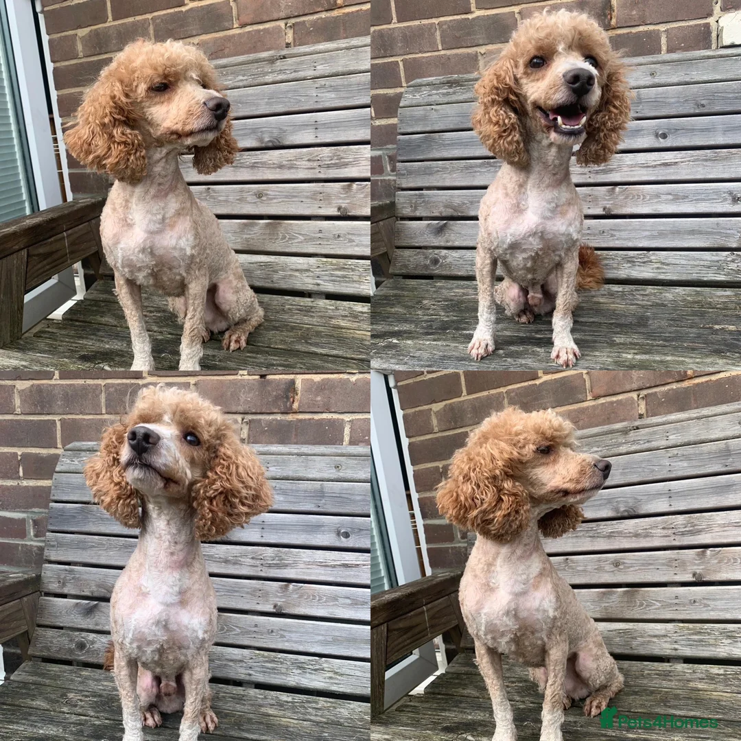 Toy Poodle dogs for stud: Jimmy tuxedo toy poodle  in Blaydon-on-Tyne - Advert 2