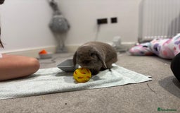 Mini Lop rabbits for sale: 1 year old Lilac Self mini lop  - Image 7