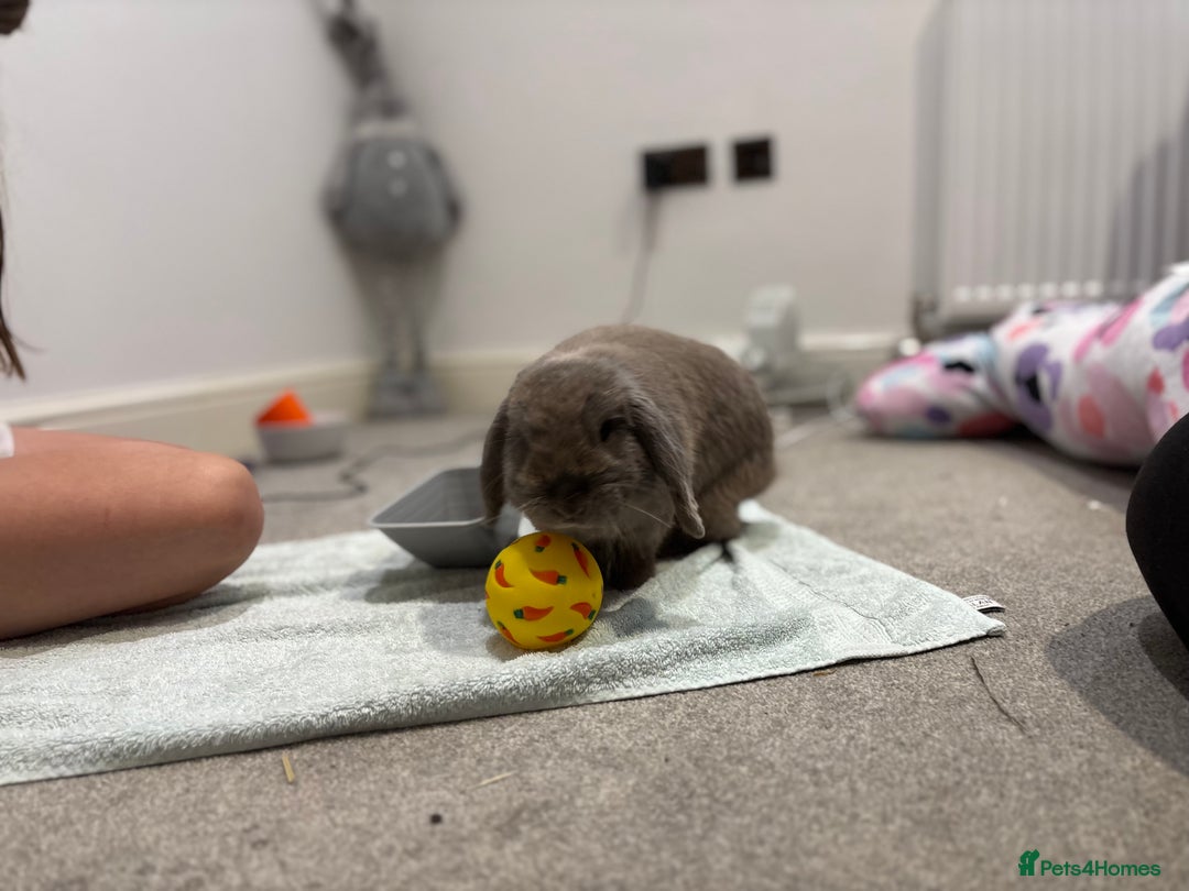 Mini Lop rabbits for sale: 1 year old Lilac Self mini lop  - Image 7