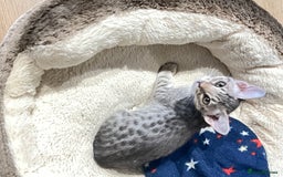 Ocicat cats for sale: Two delightful Blue Ocicat girls - Image 7