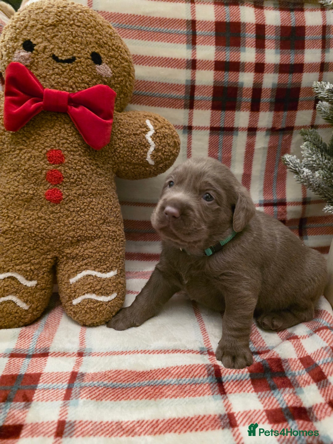 Labrador Retriever dogs for sale: Silver Labrador Puppies For Sale - Advert 27