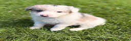 Border Collie dogs for sale: STUNNING BORDER COLLIE PUPS.  - Advert 15