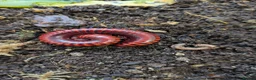 Millipedes invertebrates for sale: Red Fire and Ivory Millipedes  - Advert 5
