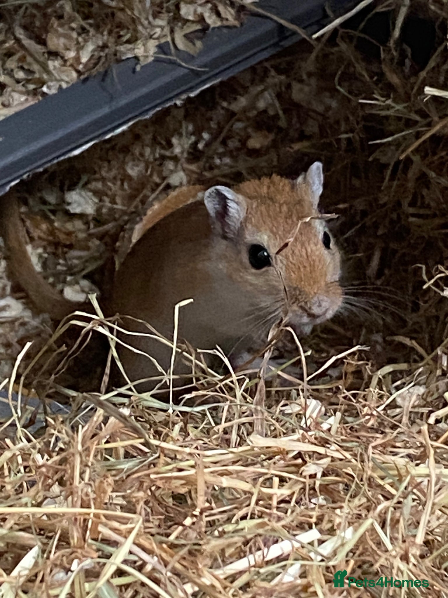 Gerbil rodents for sale: 2 female gerbils for sale  in Telford - Advert 10