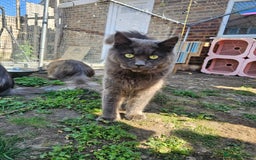Maine Coon cats for sale: Maine coon boys - Image 10