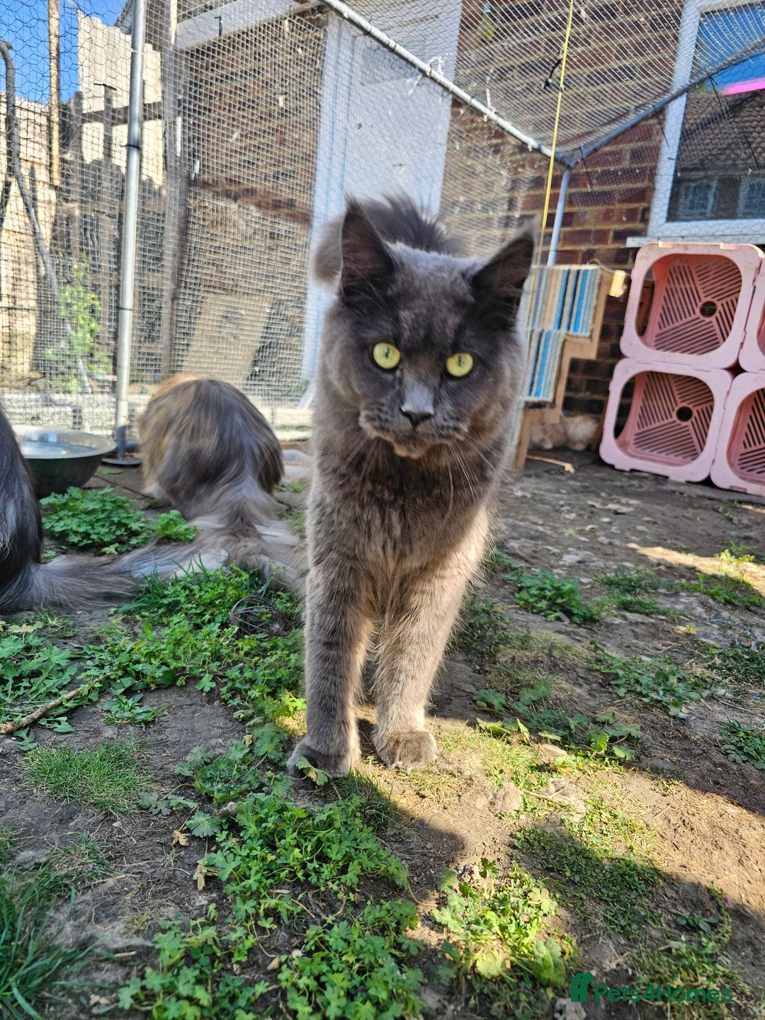 Maine Coon cats for sale: Maine coon boys - Image 10
