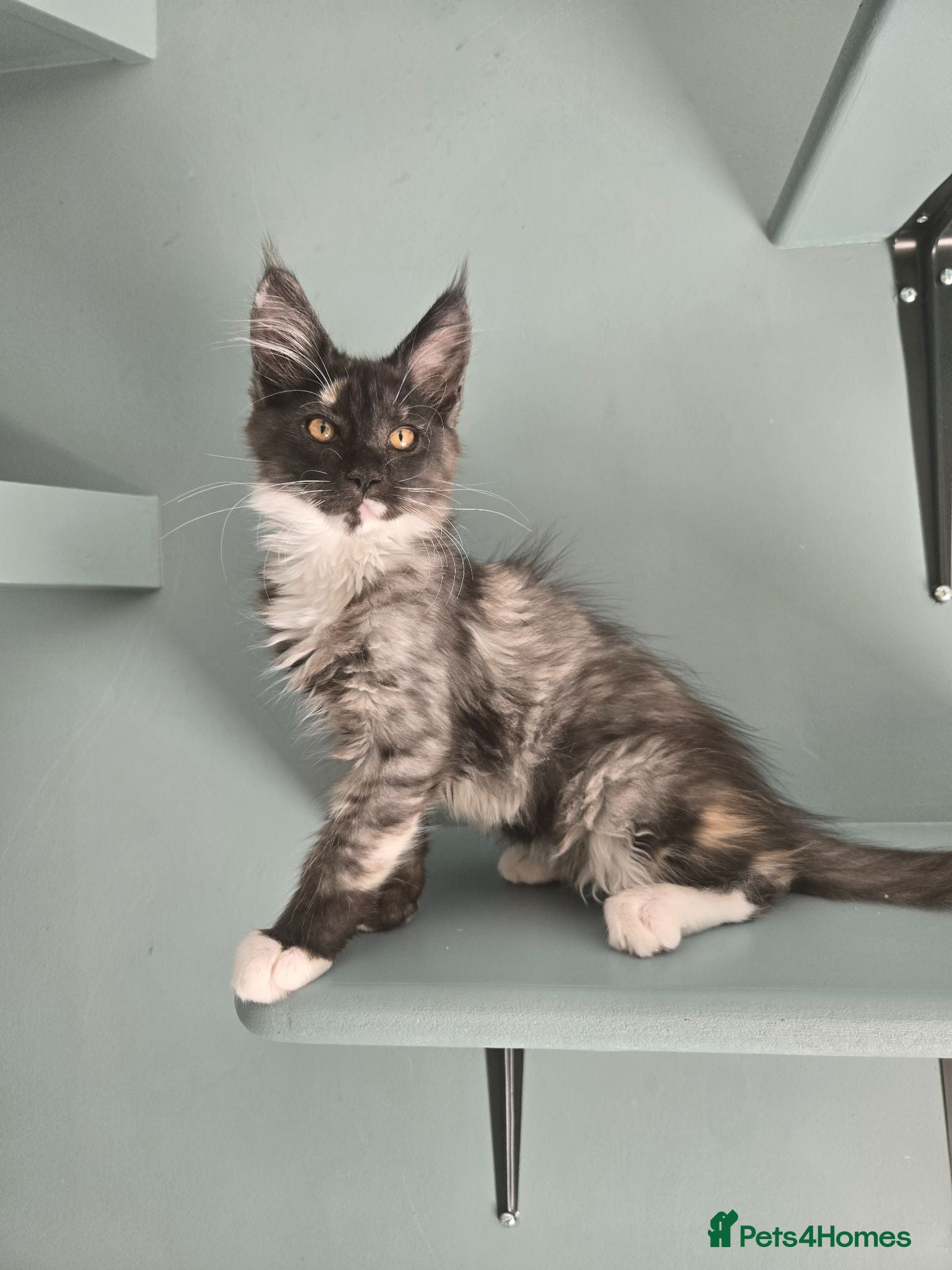 Maine Coon cats Ready now - stunning gccf maine coons  - Advert 18
